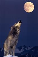 gray wolf